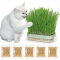 Hydroponic Cat Grass Grow Kit with 5Pack Non GMO Seeds N7495