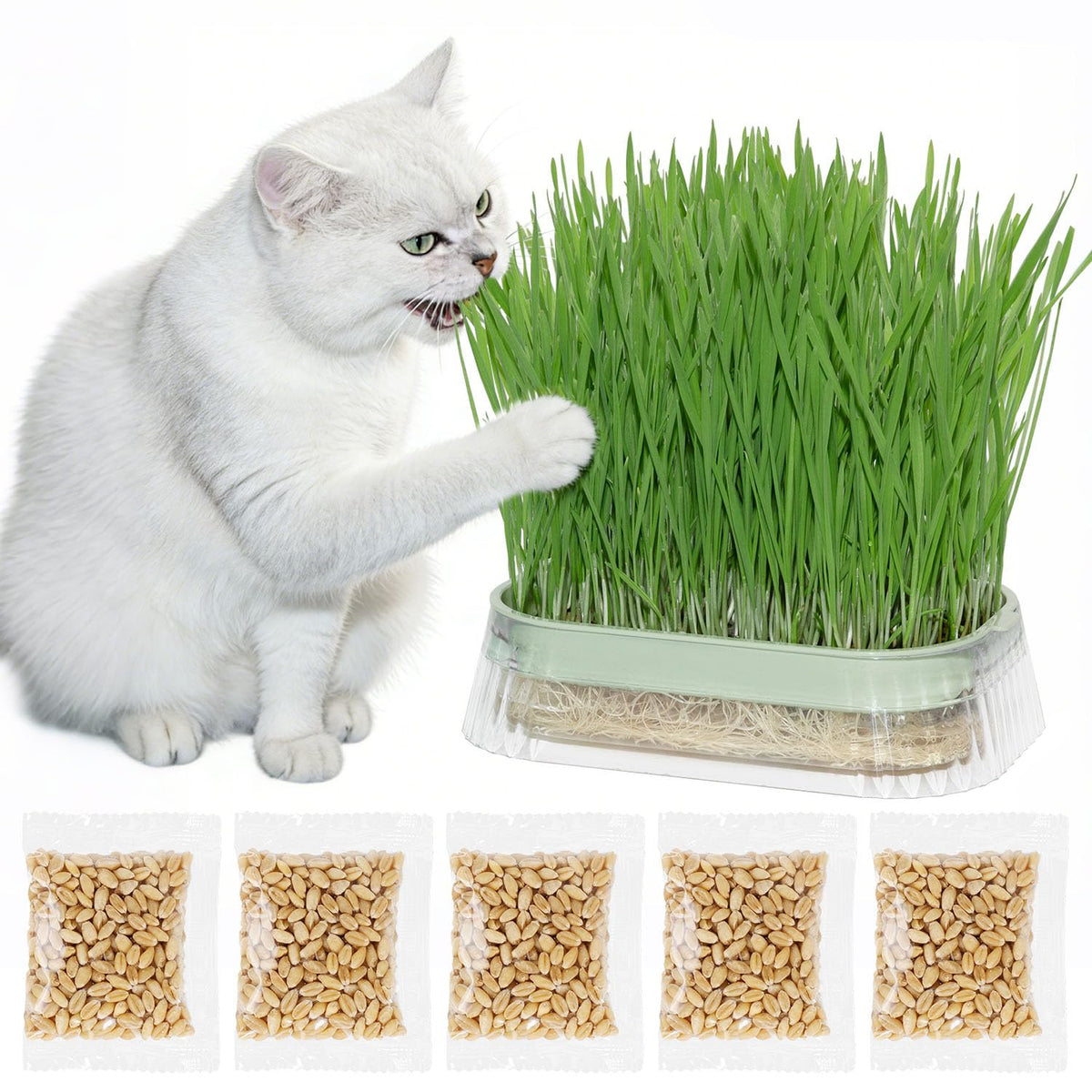 Hydroponic Cat Grass Grow Kit with 5Pack Non GMO Seeds N7495