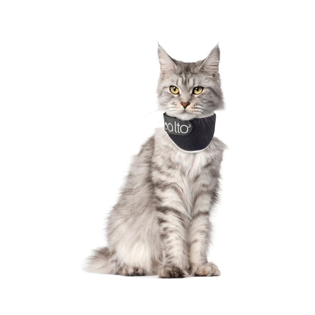 Padded Cat Recovery Collar G2804