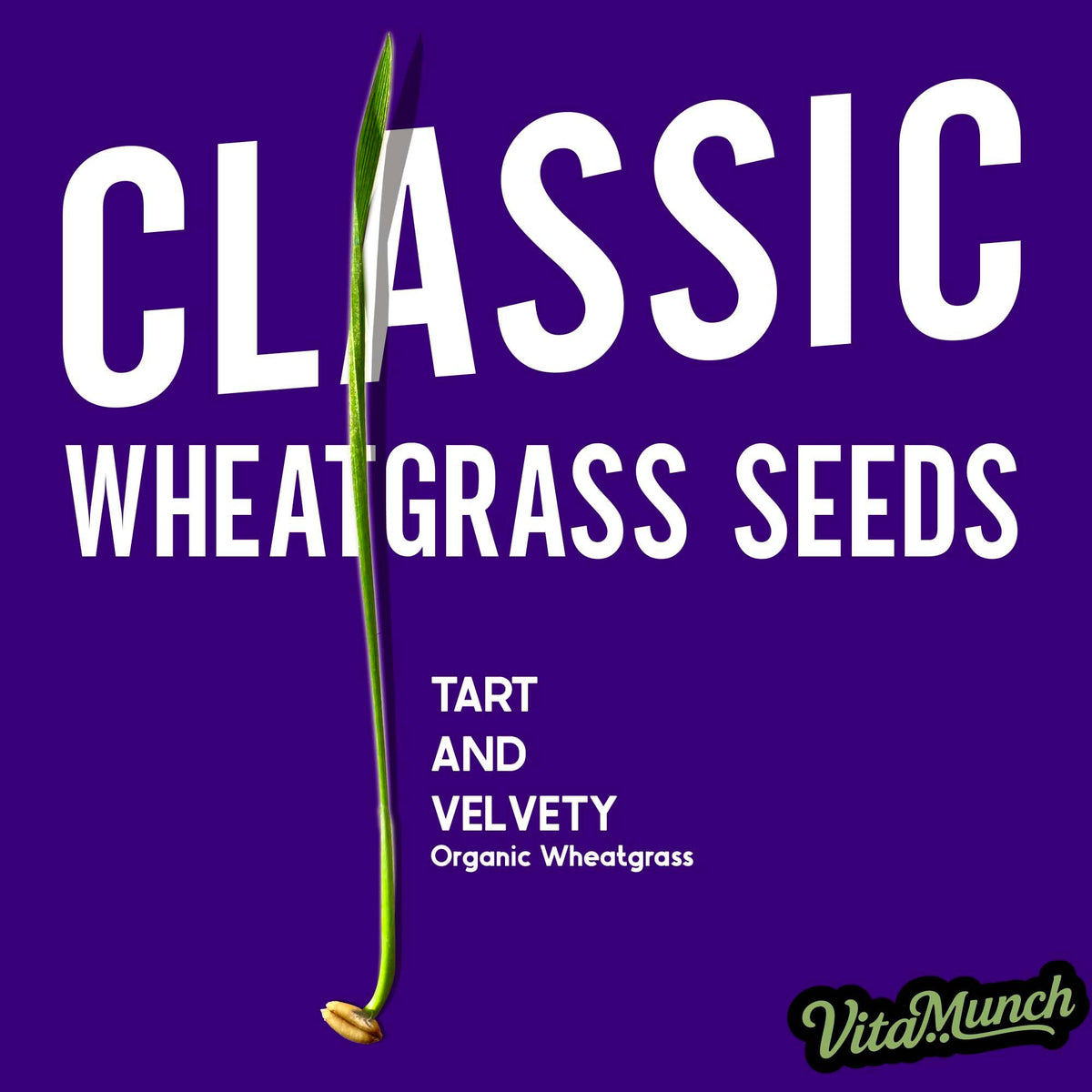 Cat Grass Seed Non-GMO Wheatgrass P61521
