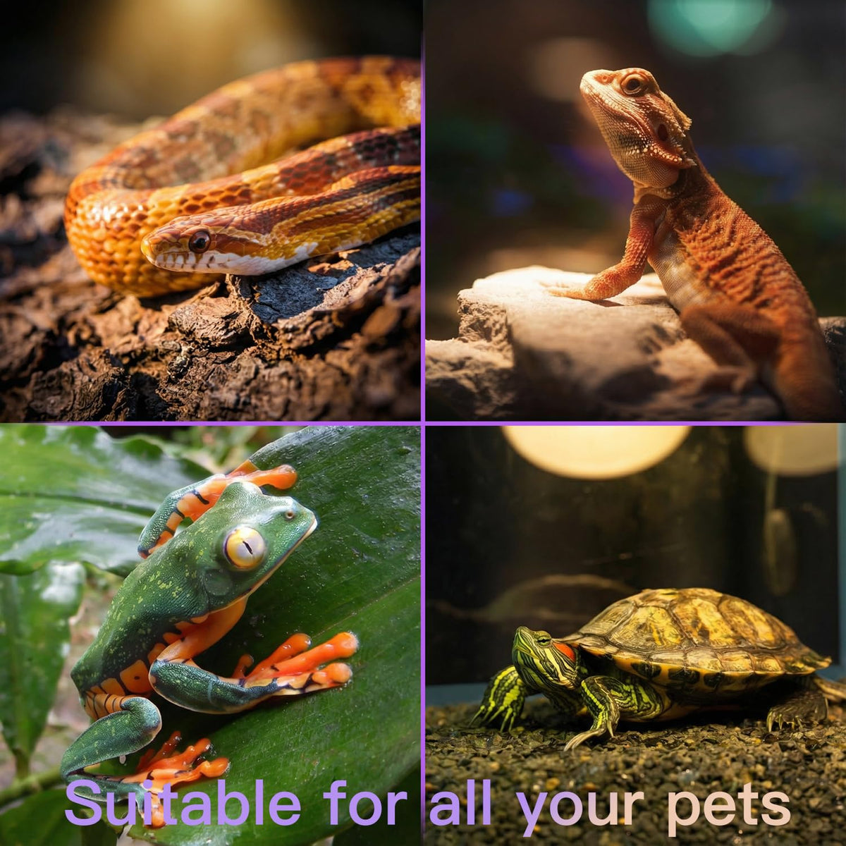 Reptile Heat Lamp Kit G1764