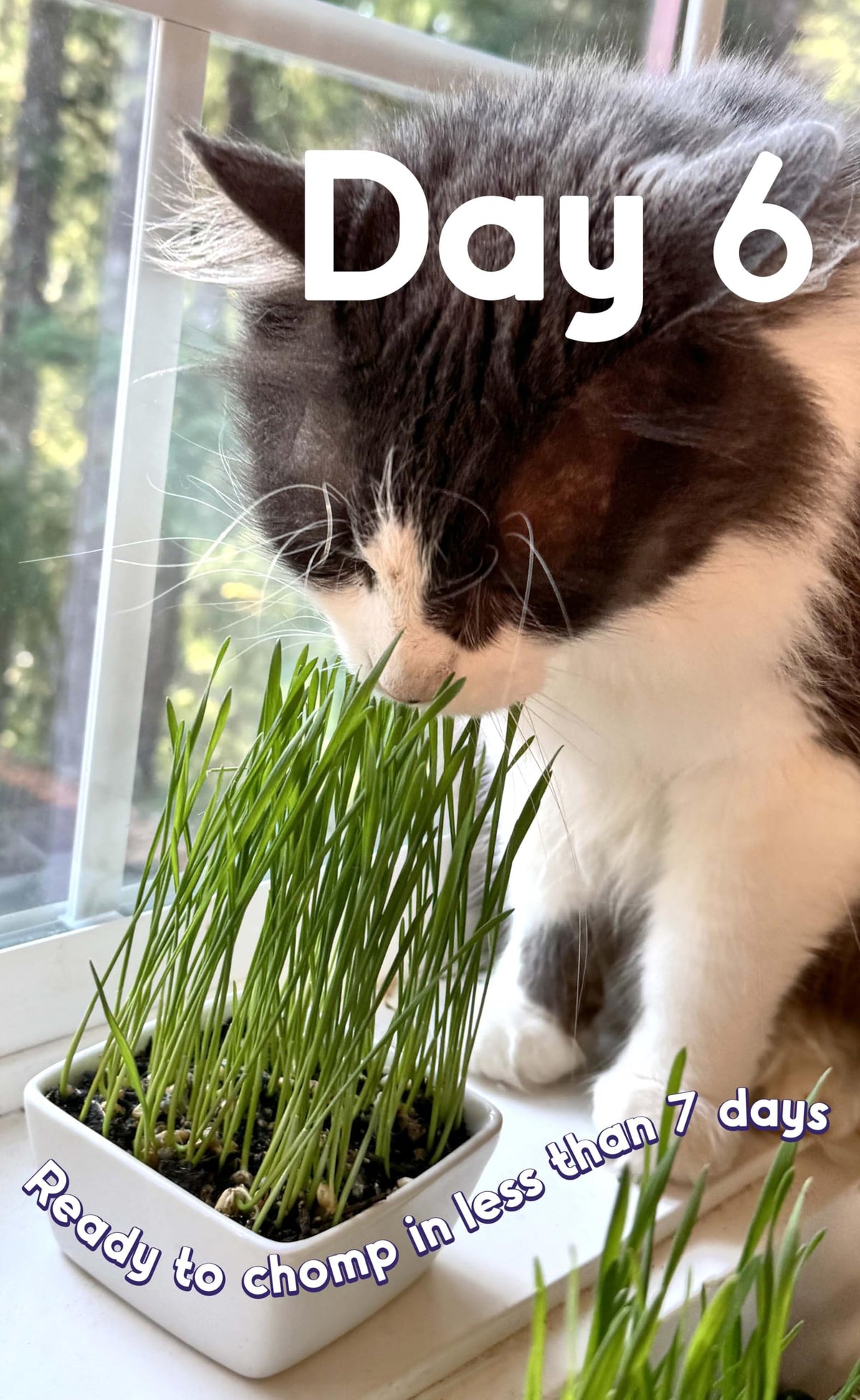 Cat Grass Seed Non-GMO Wheatgrass P61521