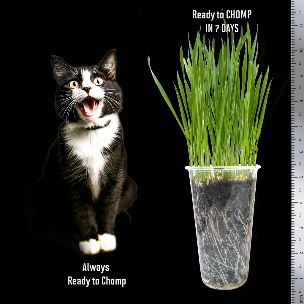 Cat Grass Seed Non-GMO Wheatgrass P61521
